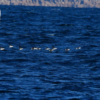 Flock of birds flying low over a blue ocean with distant rocky cliffs in the background.