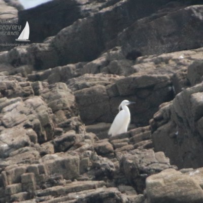 White bird perched on rocky terrain with dark rock formations.