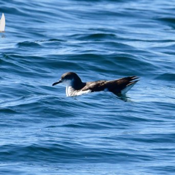 manx shearwater