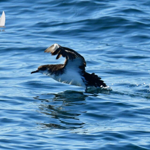 Manx shearwater skimming water surface with wings outstretched, creating small splashes in the ocean.