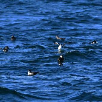 Several seabirds floating on a blue ocean with visible waves.