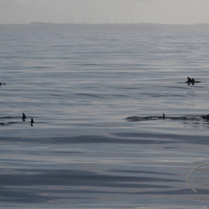 Group of dolphins swimming in calm ocean water under a cloudy sky.