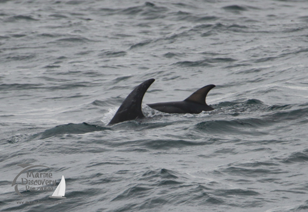 Two dolphins swimming in a choppy sea, with only their dorsal fins visible.