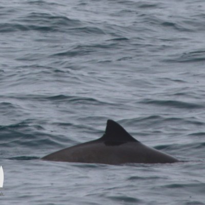 Single dorsal fin of a porpoise above water surface.