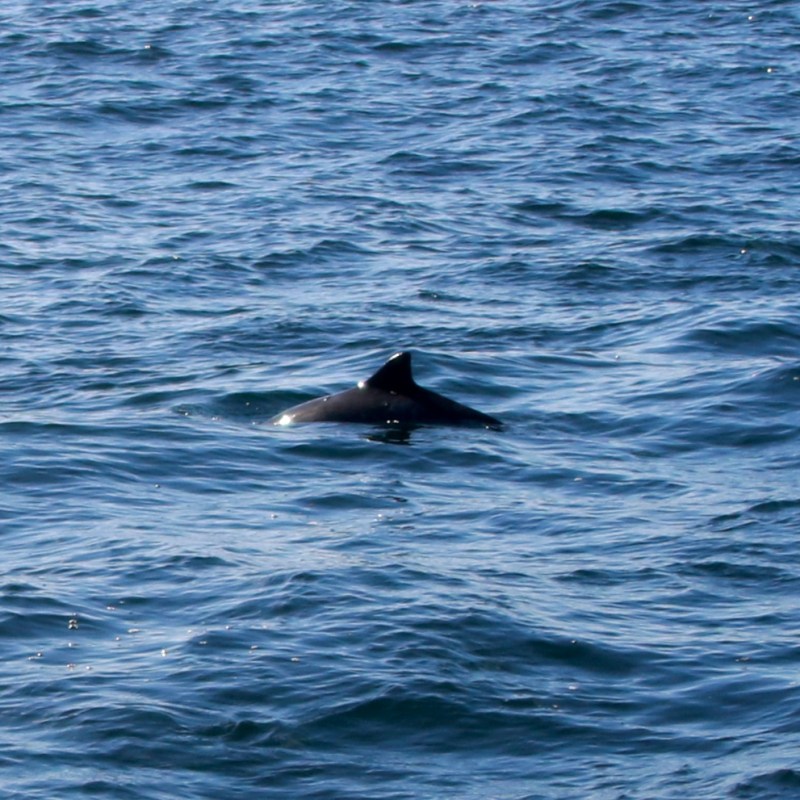 Porpoise dorsal fin breaking the surface of the ocean.