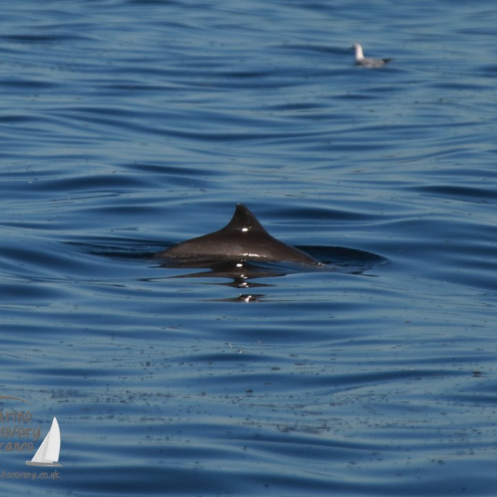 A harbour porpoise dorsal fin emerging from calm blue water surface.