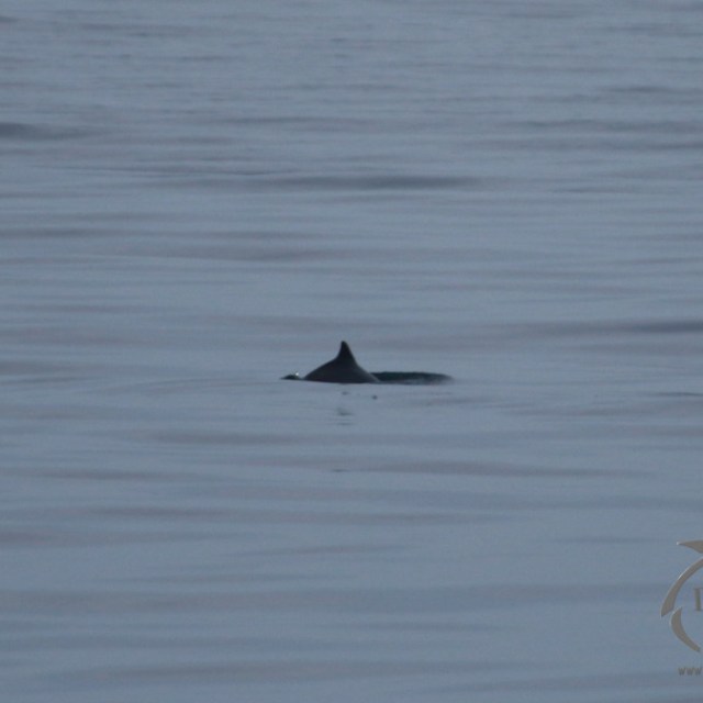 A harbour porpoise fin emerges from calm ocean waters under a cloudy sky.