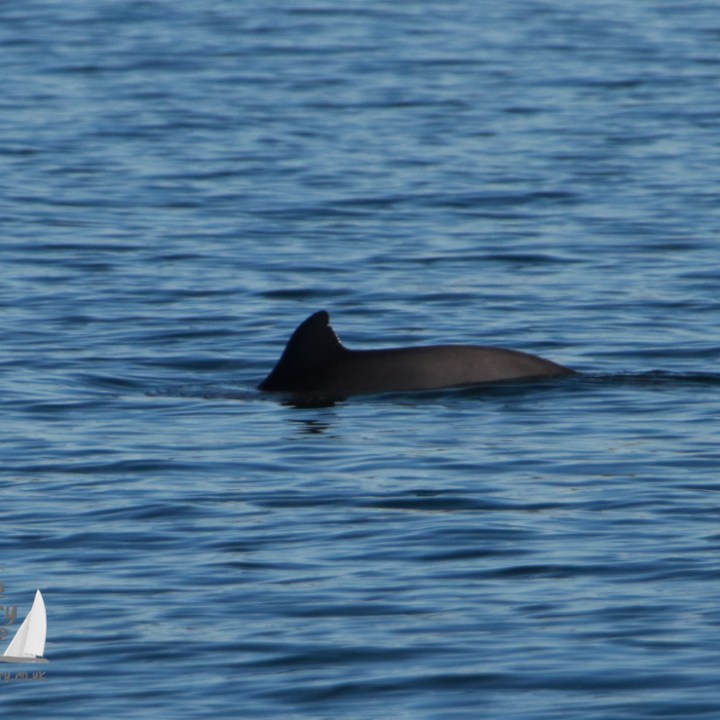 A harbour porpoise fin protruding from calm blue water.
