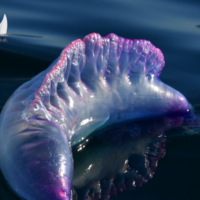Close-up of a Portuguese Man o' War floating on dark water.