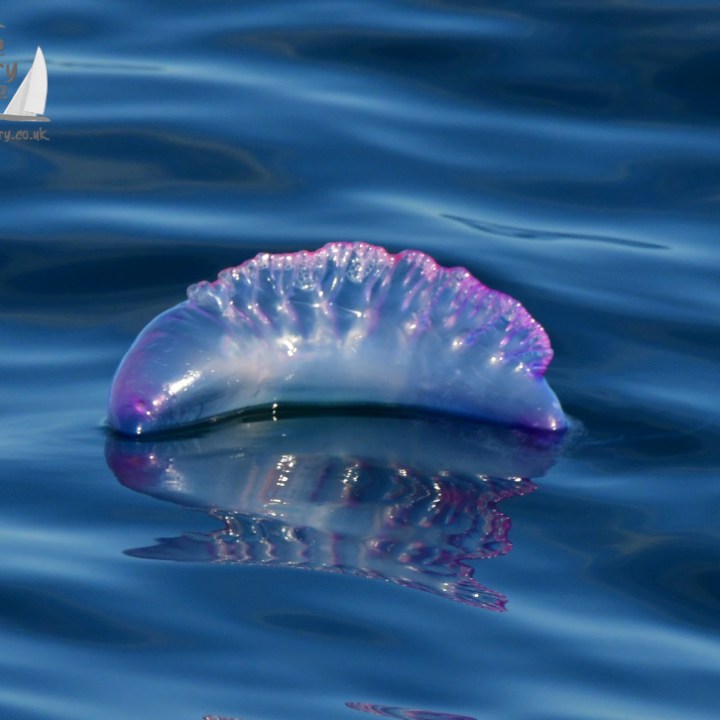Portuguese man o' war floating on calm ocean with blue and purple hues.