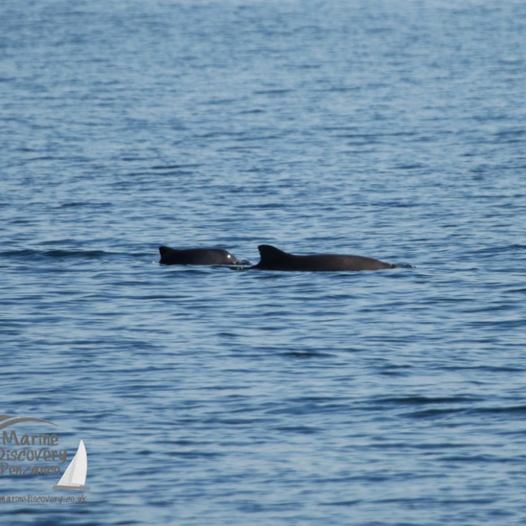 Harbour porpoise mum and calf