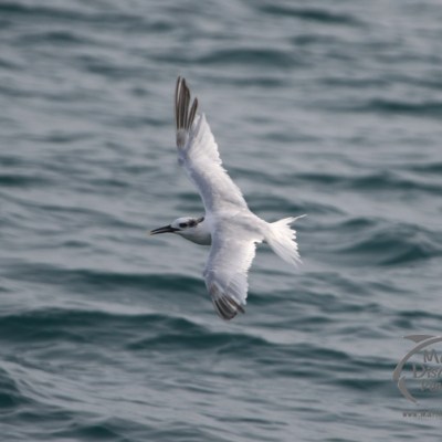A white seabird with dark wingtips flying over the ocean.