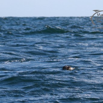 Seal swimming in choppy sea under clear sky, logo in corner.