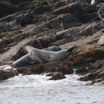 Seals resting on rocky shore with ocean waves nearby.