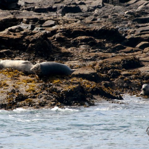 Three seals resting on rocky shore near the sea.