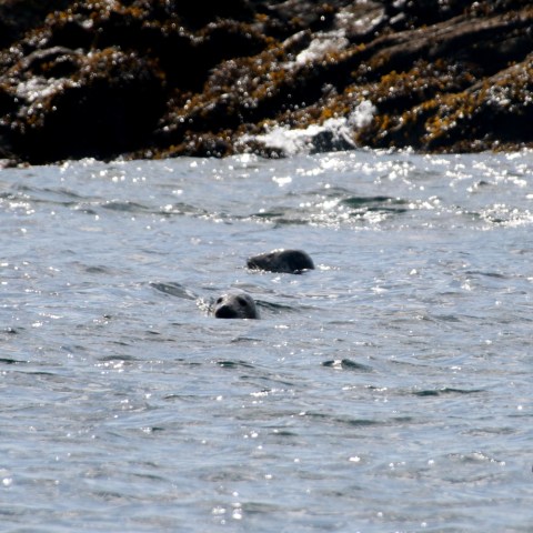 Seal head barely visible above water near rocky shore.