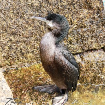 A cormorant standing on a rocky surface with wet feathers, looking to the side.