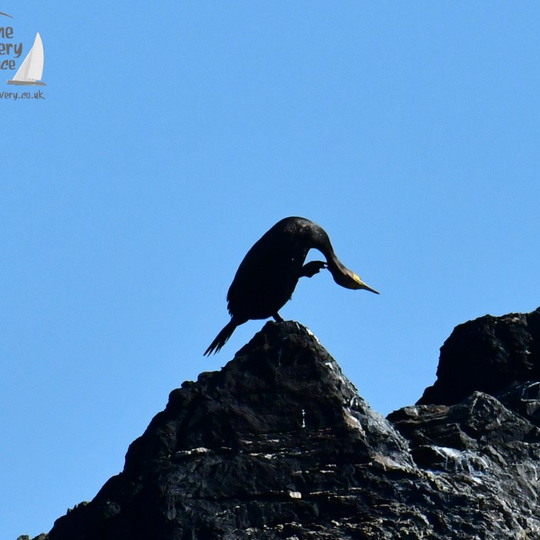 Silhouette of a shag scratching it's nec perched on a rocky cliff against a clear blue sky.