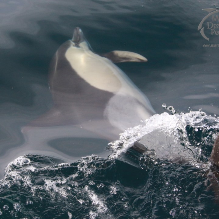 Dolphin swimming underwater near the surface with white and dark markings.