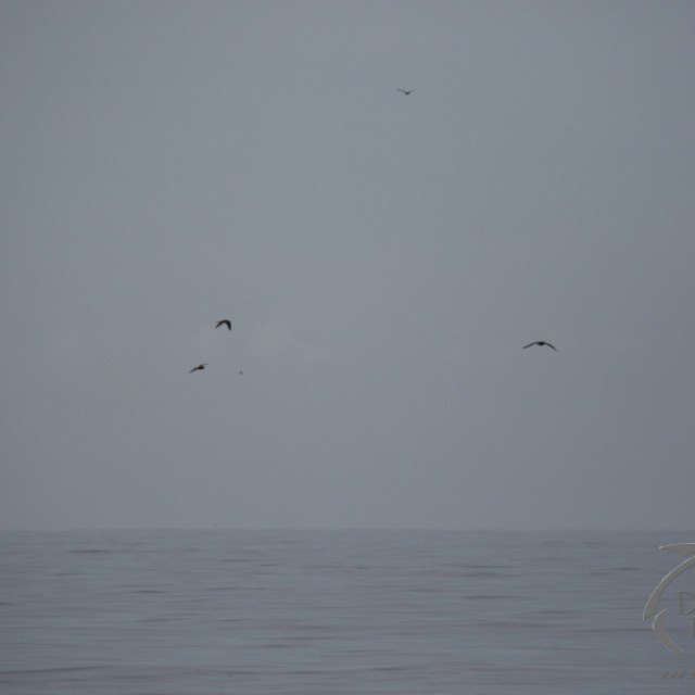 Calm ocean with several birds flying against a cloudy sky.