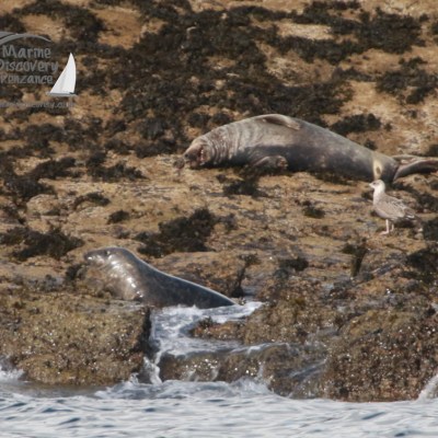 Two seals and a seagull on rocky shoreline near the water's edge.