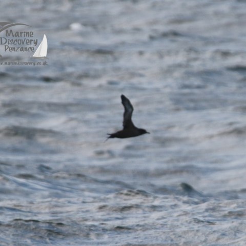 Silhouette of a bird flying over the ocean waves.