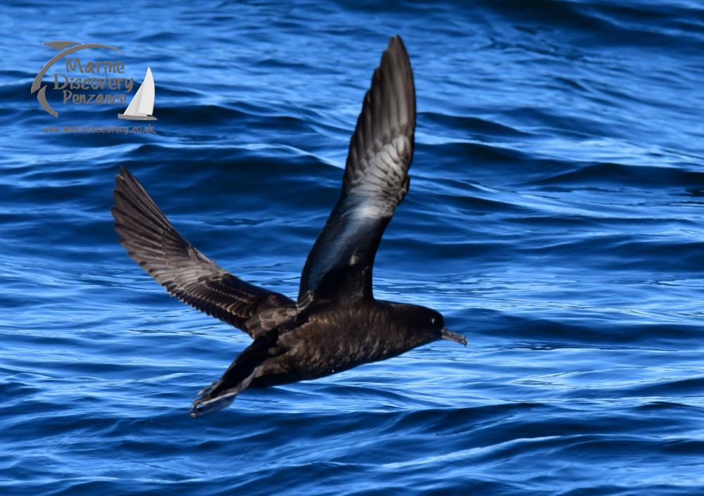 A sooty shearwater flying low over the ocean with blue waves in the background.