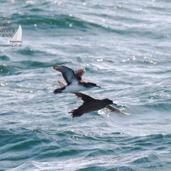 Two seabirds flying low over a wavy blue ocean.