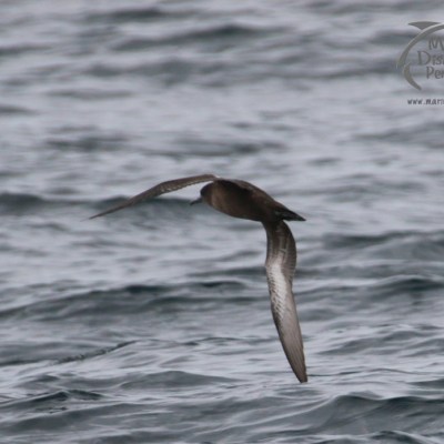 Brown seabird flying low over ocean waves.