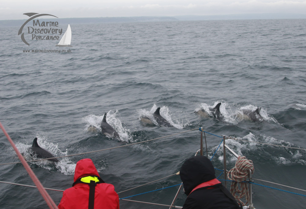 Two people on a boat watching a group of dolphins swimming in the ocean.