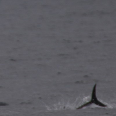 Whale tail emerging from the ocean surface, logo in the upper left corner.