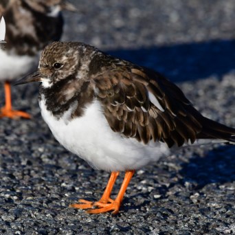 Close-up of a turnstone bird with orange legs on gravel surface.