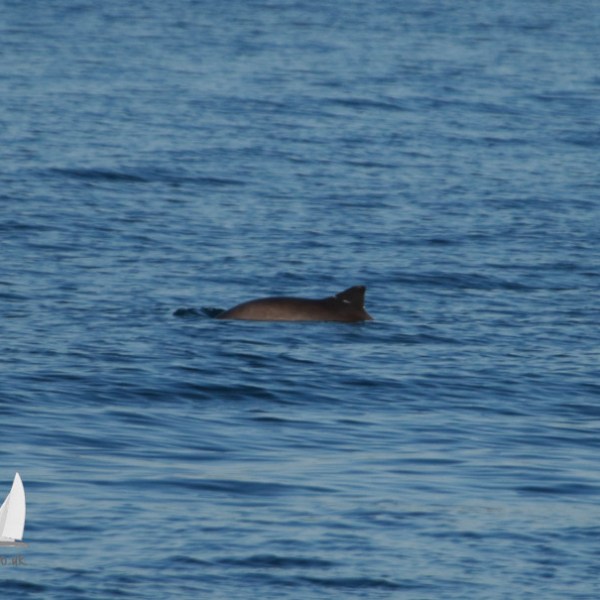 A harbour porpoise dorsal fin pokes above the calm blue ocean surface.