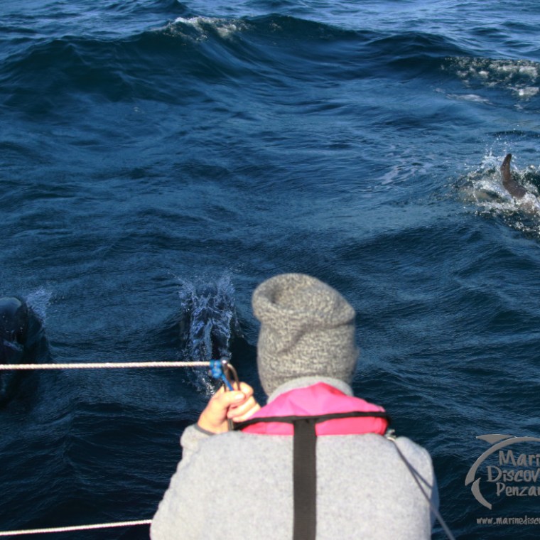 Person on boat watching dolphins swim in the ocean.
