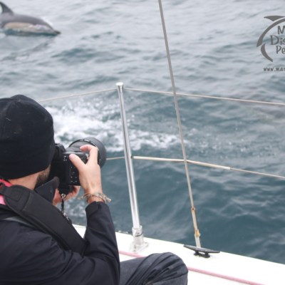 Person photographing dolphins from a boat on the ocean.
