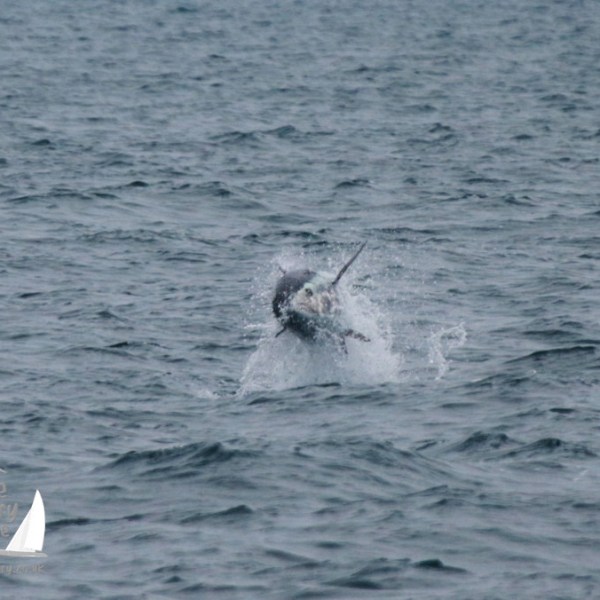 A large fish leaping out of the ocean water, splashing around.