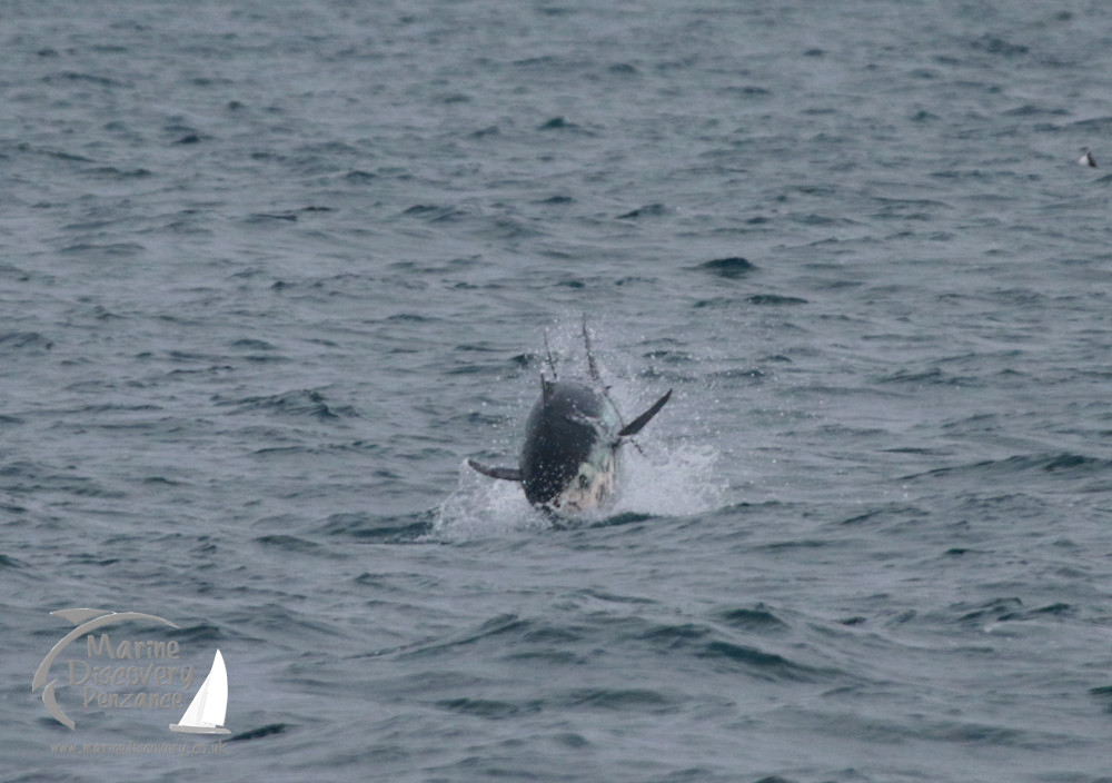 Shark breaching water surface, splashing in the ocean.