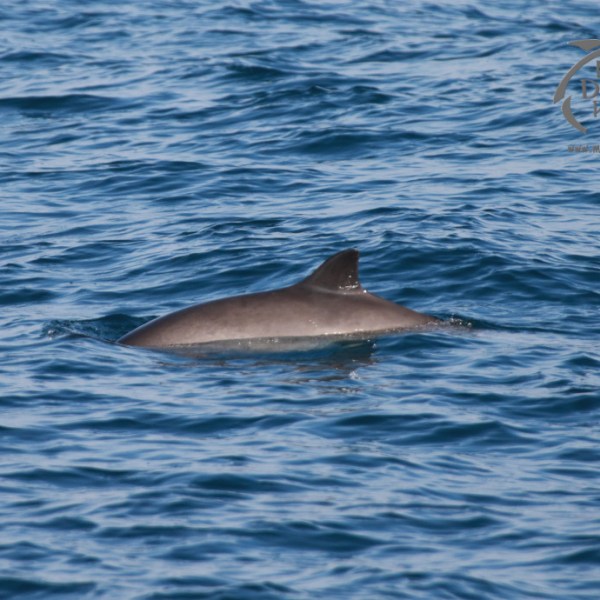 A porpoise's dorsal fin above the surface of the blue ocean water.