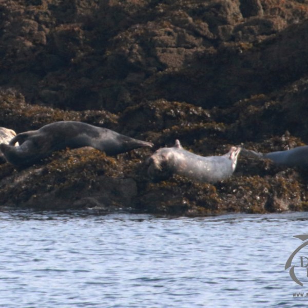 Seals resting on a rocky shore with water in the foreground.