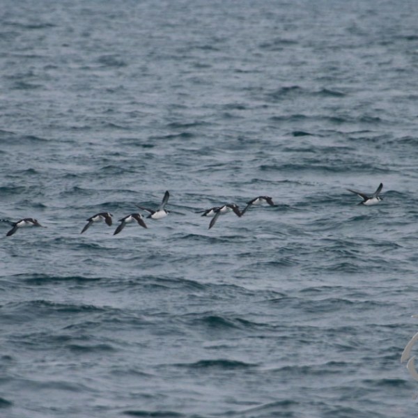 Flock of seabirds flying low over choppy ocean waves.