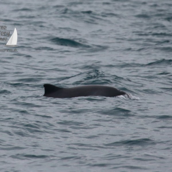 A dark fin of a porpoise breaking through ocean waves.