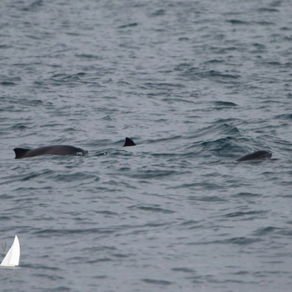 Two porpoises swimming in the ocean with fins visible above the water.