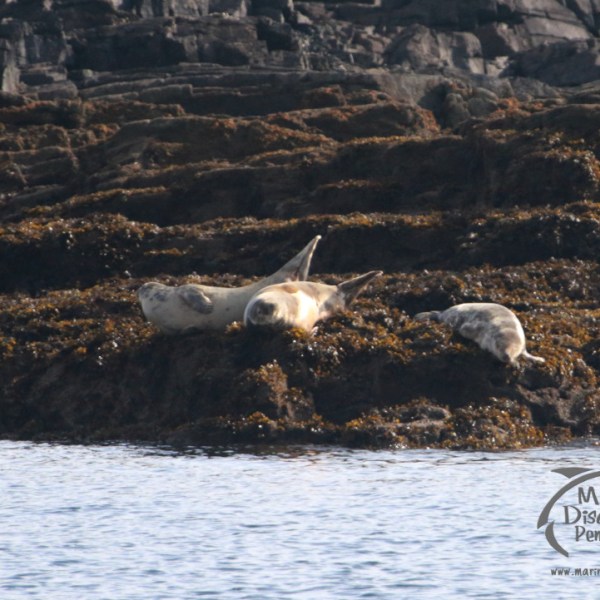 Three seals resting on seaweed-covered rocks near the ocean.