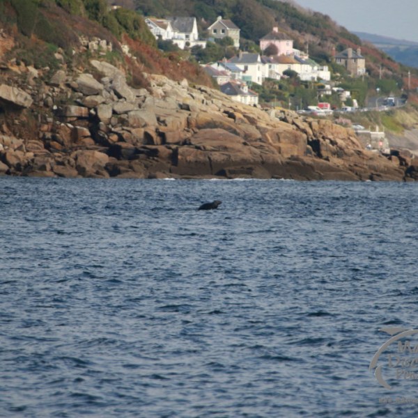 Coastal scene with rocky cliffs and a dolphin fin visible in the water.