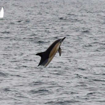 Dolphin leaping out of the water in the ocean near a sailboat.