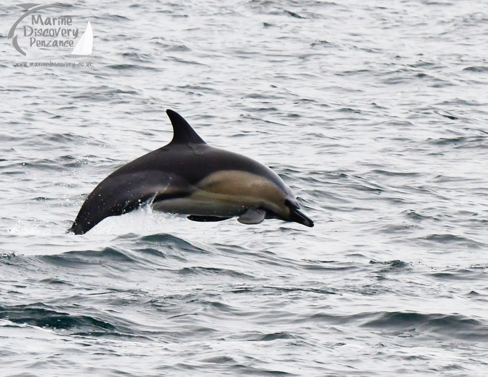 Dolphin leaping out of the water with ocean waves in the background.