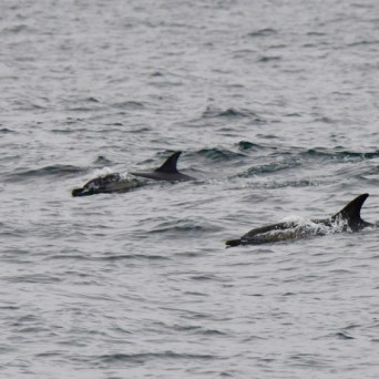 Group of dolphins swimming in the ocean with fins visible above water.