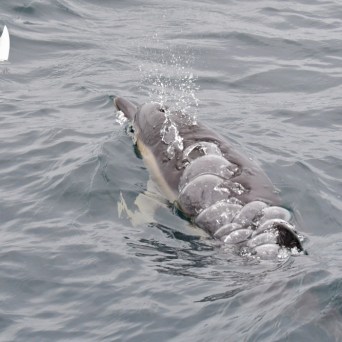 Dolphin swimming at the surface of the water with bubbles on its back.