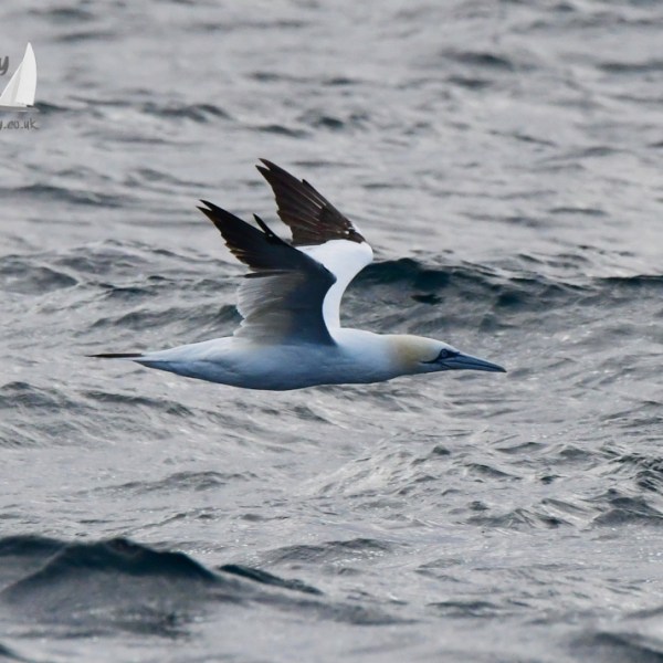 A seabird glides low over wavy ocean water with wings extended.