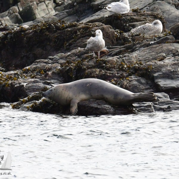 Seal resting on rocky shore with seagulls standing nearby.